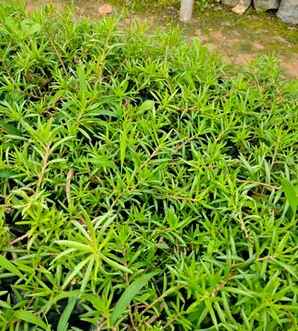 太阳草，太阳草图片大全