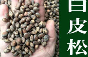 白皮松种子什么时候种植最好，白皮松种子怎么种植