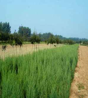 蜀桧小苗木基地，万峰桧小苗