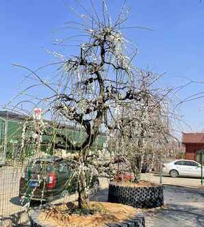 游龙梅地景盆景小苗图片，龙梅盆景种植方法