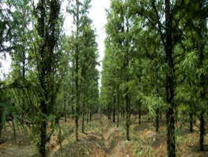 公分水杉树价格，12公分水杉树基地