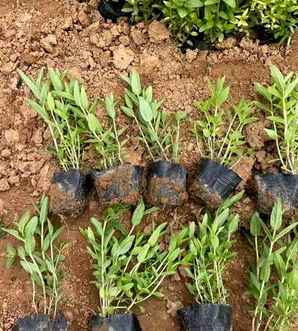 千屈菜是地被植物吗，多芽千屈菜宿根地被园林绿化