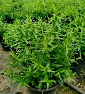 千屈菜是地被植物吗，多芽千屈菜宿根地被园林绿化