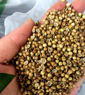 阳台花盆种香菜的正确方法，阳台种香菜一行放几粒种子