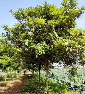 枇杷哪个季节成熟，苏州枇杷成熟的季节是几月