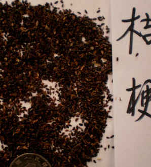 洋桔梗花种不发芽，洋桔梗种子发芽后