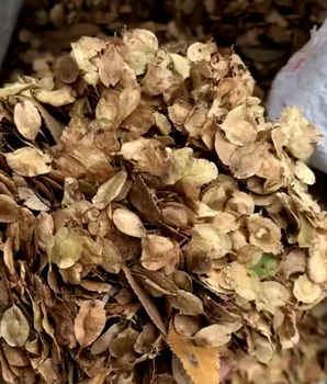 榆树的种子在哪，榆树的种子图片