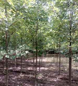 美国红枫适合北方庭院种植吗，美国红枫的春天种植技术