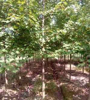 美国红枫适合北方庭院种植吗，美国红枫的春天种植技术