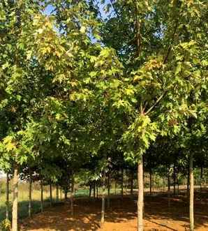 美国红枫适合北方庭院种植吗，美国红枫的春天种植技术