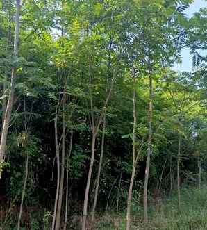 红油香椿，红油香椿种子批发