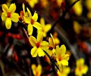 迎春花的培育方法，迎春花小苗培育基地