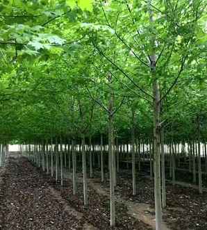 美国红枫种植管理技术，美国红枫种植方法和注意事项