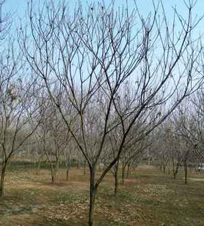 板栗树哪些地方可以种，板栗树皮能种兰花吗