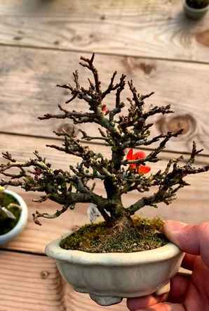 寿星梅盆景花盆，小品长寿梅盆景图片