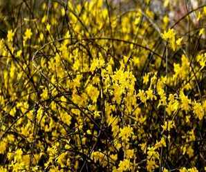 迎春花的来历，迎春花的相干信息