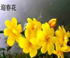 迎春花的来历，迎春花的相干信息