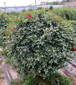 月季花球形造型，月季花球