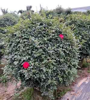 月季花球形造型，月季花球