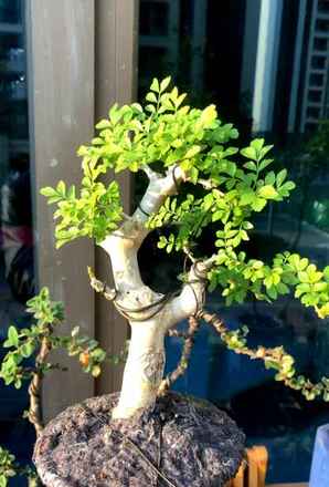对节白蜡小盆景如何修剪，对节白蜡盆景怎么修剪