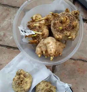 秋季马蹄莲种子从何种，马蹄莲的种子怎么培育