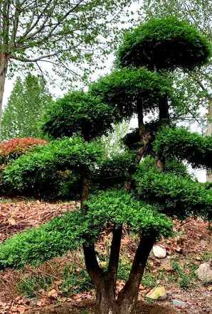 对节白蜡小盆景如何修剪，对节白蜡盆景怎么修剪