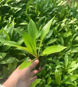 紫花玉簪哪里有，紫花玉簪