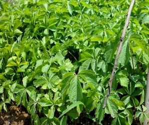爬墙虎是什么茎类植物，爬墙虎是草本植物还是木本植物