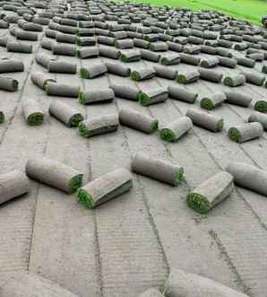 剪股颖，剪股颖草种批发厂家