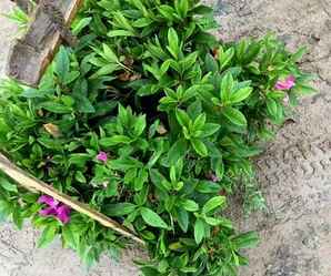 杜鹃花小苗特价，杜鹃花小苗多少钱一棵