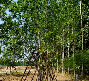 七米高对节白蜡，米高丛生白蜡价格