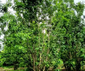 七米高对节白蜡，米高丛生白蜡价格