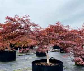 日本羽毛枫，日本羽毛枫冬季保暖