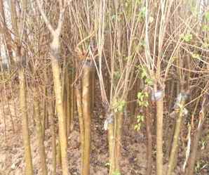 野生丁香耐寒吗，独杆丁香耐寒吗