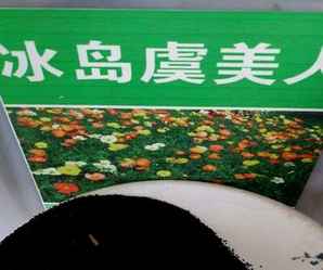 种子的繁殖方式，仙人球种子繁殖