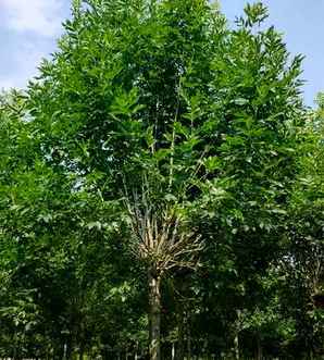 10公分速生白蜡树种植基地，白蜡树种植方法及注意事项