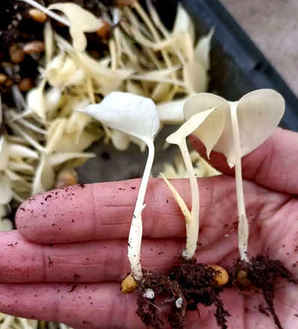 怎样使龟背竹结种子