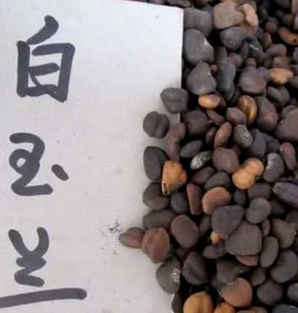 怎么养玉兰花种子，玉兰花种子养殖技术方法