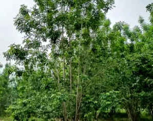 丛生白蜡规格与价格，米高丛生白蜡价格