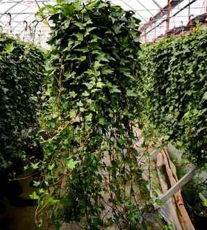 常春藤种植需注意什么，常春藤的水培方法和注意事项视频