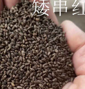 一串红种子用泡吗，一串红种子用水泡了会怎么样