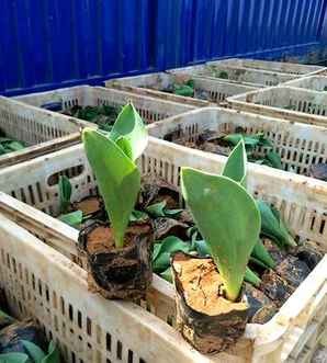 郁金香花种子图片，郁金香花种子种植