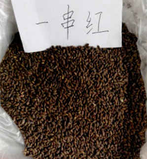 一串红种子用泡吗，一串红种子用水泡了会怎么样