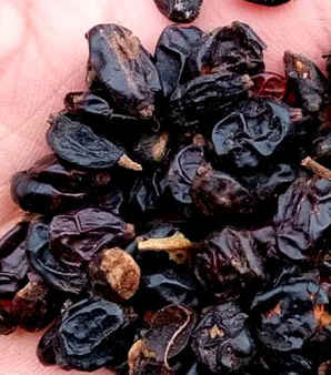 绣球花种子怎么种才能发芽，绣球花种子发芽