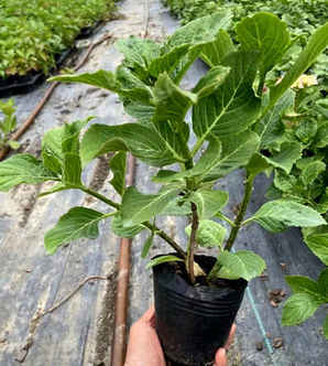 绣球花种子怎么种才能发芽，绣球花种子发芽