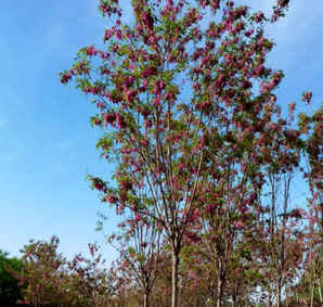 公分香花槐价格，18公分香花槐的价格