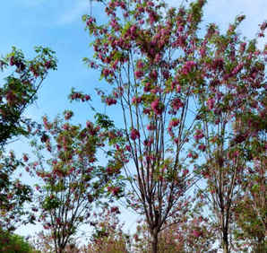 公分香花槐价格，18公分香花槐的价格