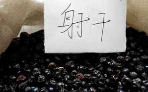 射干种子收购价格，射干种子大小