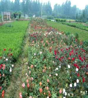 红帽月季的种植技术，福建红帽月季地栽苗