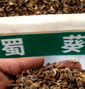 蜀葵种子种植几天出苗，蜀葵种上下大雨能出苗吗